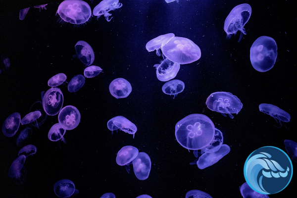 jellyfish