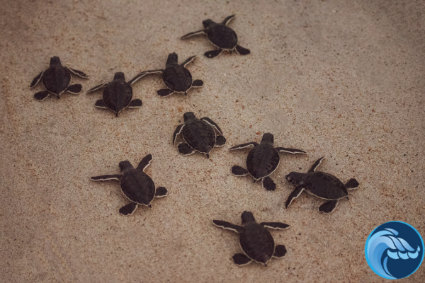 sea turtles at night