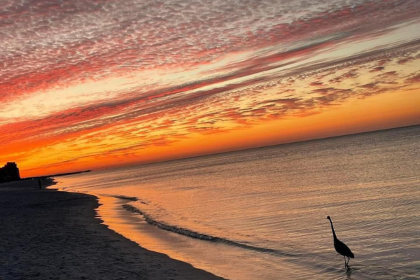 sunset with bird at beach